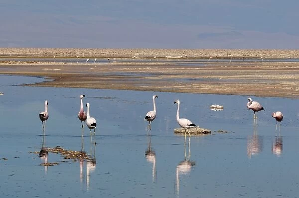 Chilean Flamingo (Phoenicopterus chilensis), Laguna Chaxa, Salar de Atacama