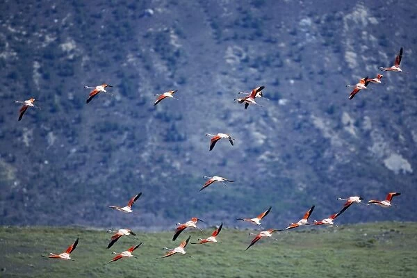 Chilean flamingoes (Phoenicopterus chilensis) in flight, Torres del Paine National Park