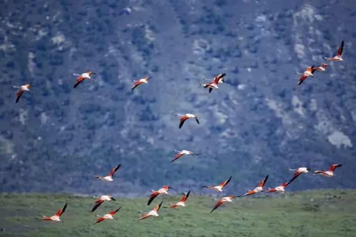 Framed Print : Chilean flamingoes (Phoenicopterus chilensis) in flight, Torres del Paine National Park Framed Print : Chilean flamingoes (Phoenicopterus chilensis) in flight, Torres del Paine National Park