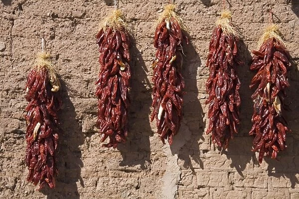 Chili peppers on adobe wall, Tubac, Greater Tucson Region, Arizona, United States of America