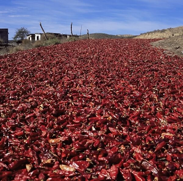 Chilli peppers drying next to Highway 1