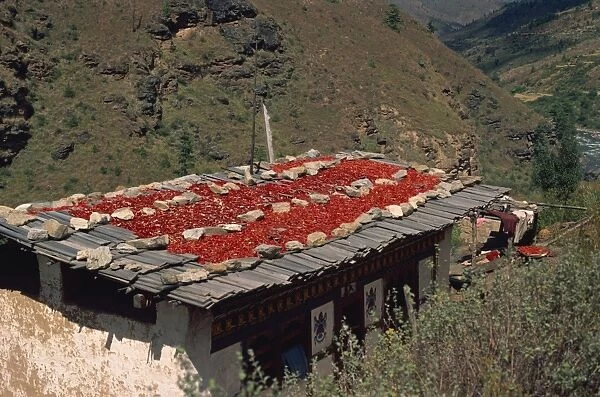 Chillies drying on roof, Bhutan, Asia