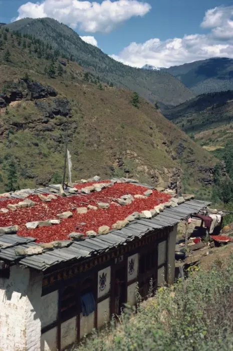 Framed Print : Chillies drying on the roof of a house in the hills in Bhutan, Asia Framed Print : Chillies drying on the roof of a house in the hills in Bhutan, Asia