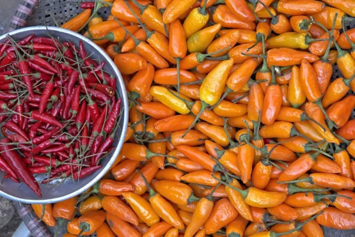 Framed Print : Chillies, Sapa area, Vietnam, Indochina, Southeast Asia, Asia Framed Print : Chillies, Sapa area, Vietnam, Indochina, Southeast Asia, Asia
