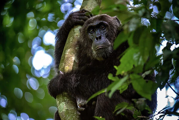 Chimpanzee grabing onto a tree branch, Budongo Forest, Uganda, East Africa, Africa