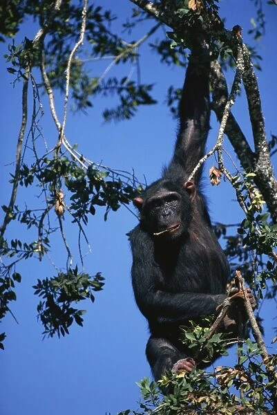 Chimpanzee hanging in tree