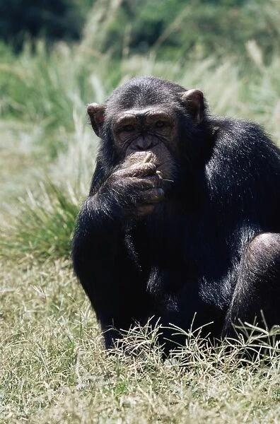 Chimpanzee (Pan troglodytes) in captivity