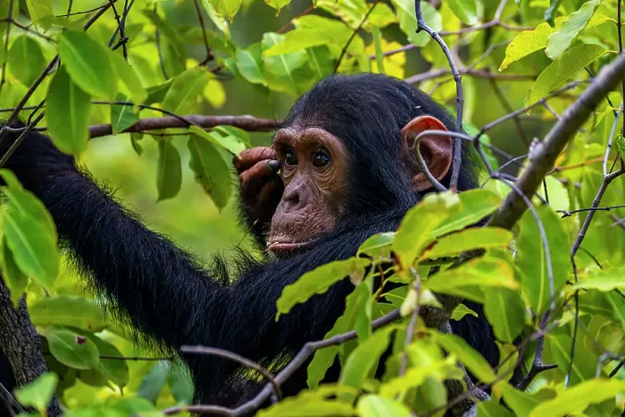 Framed Print : Chimpanzee (Pan troglodytes), Gombe Stream National Park, Lake Tanganyika, Tanzania, East Africa, Africa Framed Print : Chimpanzee (Pan troglodytes), Gombe Stream National Park, Lake Tanganyika, Tanzania, East Africa, Africa