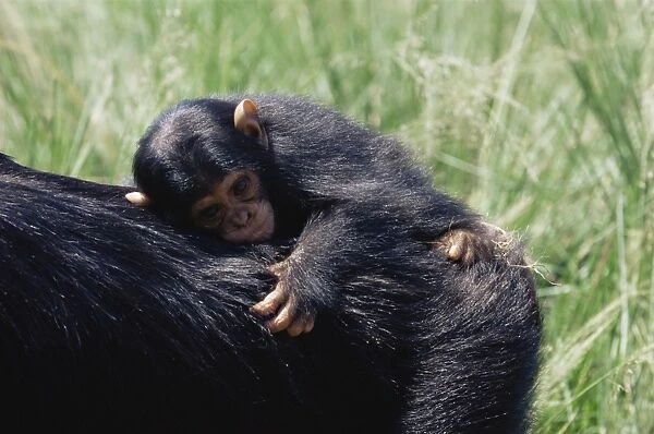 Chimpanzee (Pan troglodytes) infant in captivity