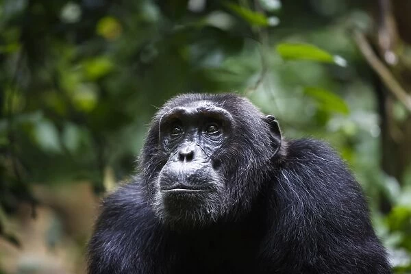 Chimpanzee (Pan troglodytes), Kibale National Park, Uganda, Africa