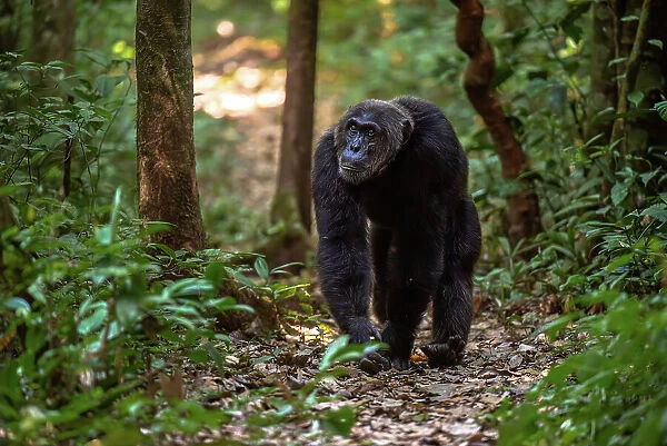 Chimpanzee walking on a forest track, Budongo Forest, Uganda, East Africa, Africa