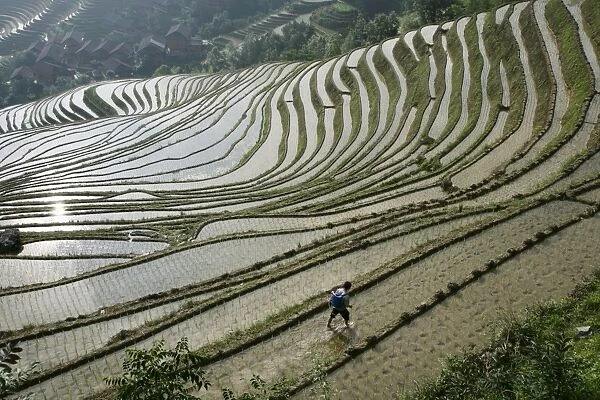Chinese farmer in ricefield in June, Longsheng terraced ricefields, Guangxi Province