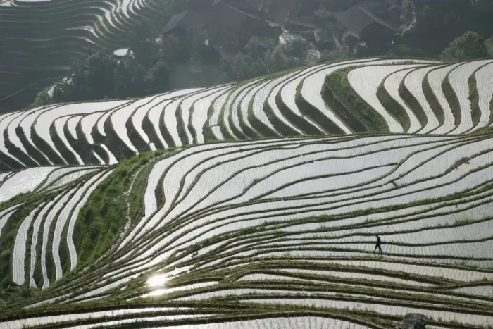 Framed Print : Chinese farmer in ricefield in June, Longsheng terraced ricefields, Guangxi Province Framed Print : Chinese farmer in ricefield in June, Longsheng terraced ricefields, Guangxi Province