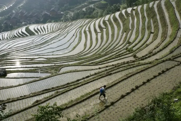 Framed Print : Chinese farmer in ricefield in June, Longsheng terraced ricefields, Guangxi Province Framed Print : Chinese farmer in ricefield in June, Longsheng terraced ricefields, Guangxi Province