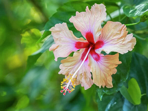 A Chinese hibiscus (Hibiscus rosa-sinensis) growing in the rainforest at Playa Blanca, Costa Rica, Central America
