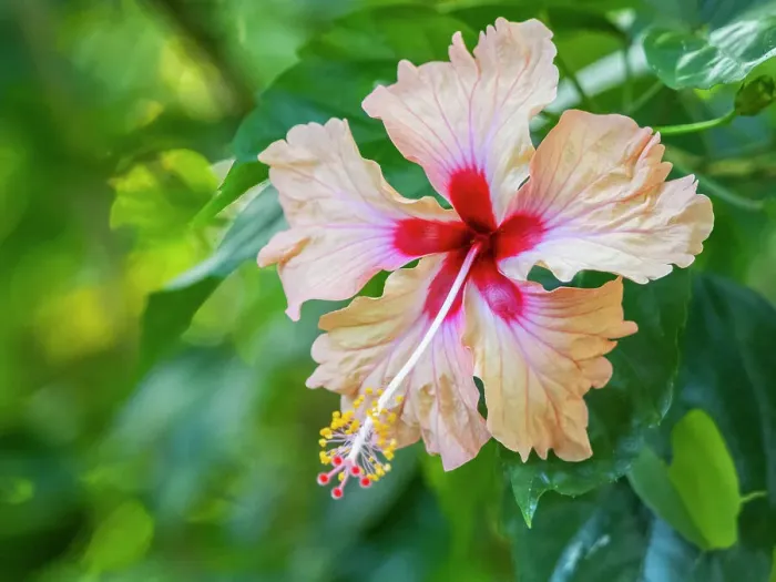 Framed Print : A Chinese hibiscus (Hibiscus rosa-sinensis) growing in the rainforest at Playa Blanca, Costa Rica, Central America