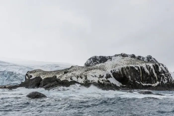 Framed Print : Chinstrap breeding colony at Point Wild, Elephant Island, South Shetland Islands