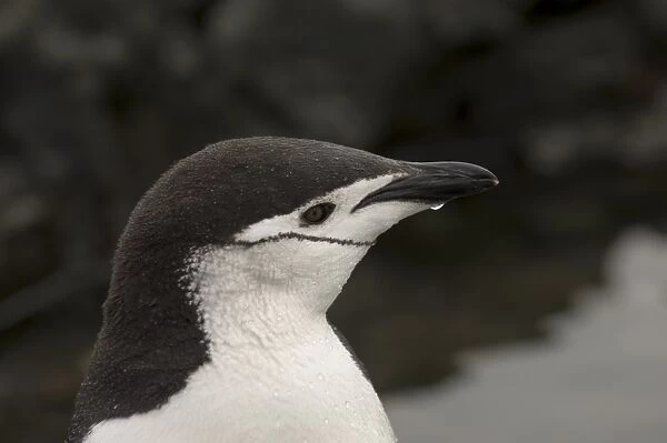 Chinstrap penguin, Aitcho Island, South Shetland Islands, Antarctica, Polar Regions