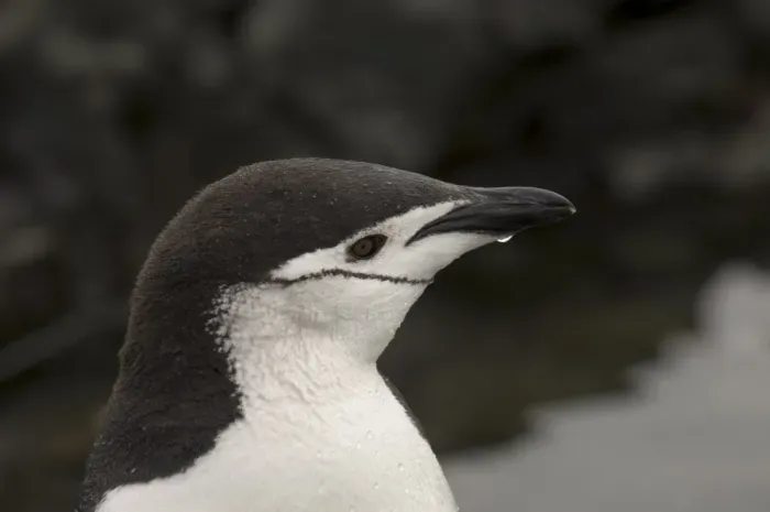 Framed Print : Chinstrap penguin, Aitcho Island, South Shetland Islands, Antarctica, Polar Regions Framed Print : Chinstrap penguin, Aitcho Island, South Shetland Islands, Antarctica, Polar Regions