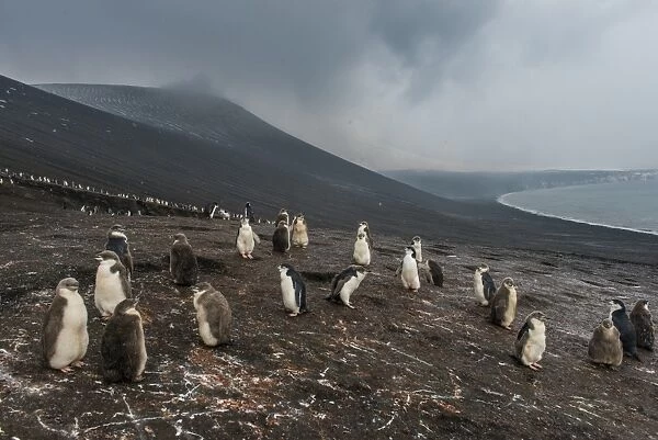 Chinstrap penguin colony (Pygoscelis antarctica), Saunders Island, South Sandwich Islands