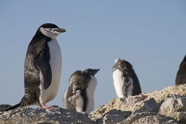 Chinstrap penguin, Gourdin Island, Antarctic Peninsula, Antarctica, Polar Regions