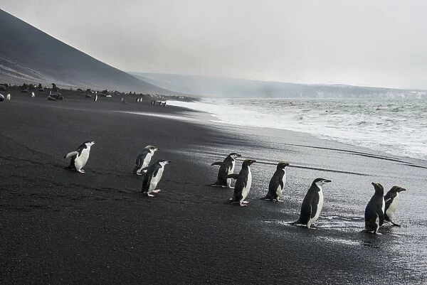 Chinstrap penguin group (Pygoscelis antarctica), Saunders island, South Sandwich Islands