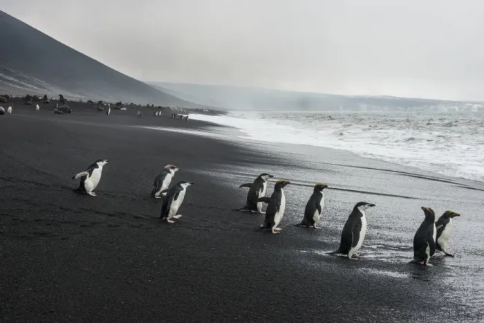 Framed Print : Chinstrap penguin group (Pygoscelis antarctica), Saunders island, South Sandwich Islands Framed Print : Chinstrap penguin group (Pygoscelis antarctica), Saunders island, South Sandwich Islands