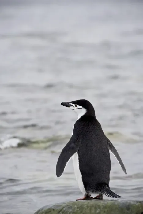 Framed Print : Chinstrap penguin (Pygoscelis antarctica), Ronge Island, Antarctic Peninsula Framed Print : Chinstrap penguin (Pygoscelis antarctica), Ronge Island, Antarctic Peninsula