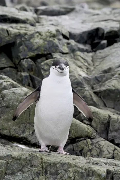 Framed Print : Chinstrap penguin (Pygoscelis antarctica), Ronge Island, Antarctic Peninsula Framed Print : Chinstrap penguin (Pygoscelis antarctica), Ronge Island, Antarctic Peninsula