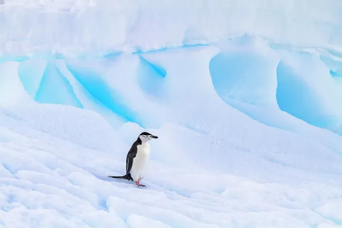 Framed Print : Chinstrap penguin (Pygoscelis antarctica), at breeding colony at Half Moon Island, Antarctica, Southern Ocean, Polar Regions