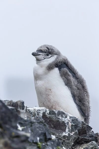 Chinstrap penguin (Pygoscelis antarctica) chick, Hannah Point, Livingston Island, South Shetland Islands, Antarctica, Southern Ocean, Polar Regions