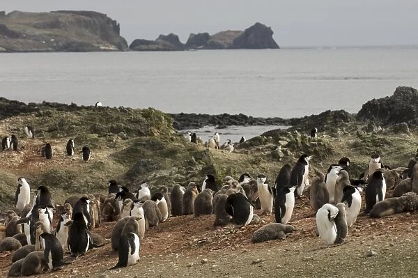 Chinstrap penguins, Aitcho Island, South Shetland Islands, Antarctica, Polar Regions