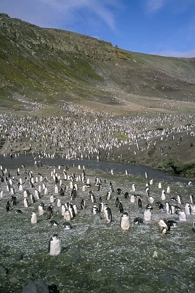 Chinstrap penguins at Baily Head, Deception Island, Antarctica, Polar Regions