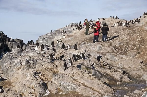 Chinstrap penguins, Gourdin Island, Antarctic Peninsula, Antarctica, Polar Regions