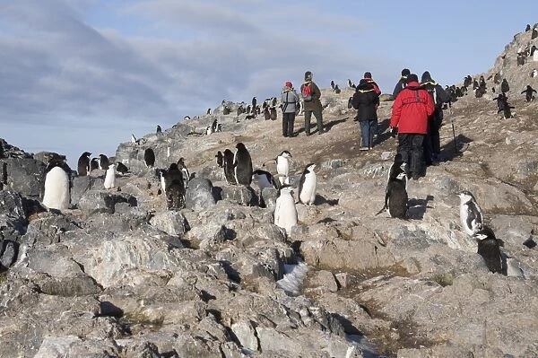 Chinstrap penguins, Gourdin Island, Antarctic Peninsula, Antarctica, Polar Regions