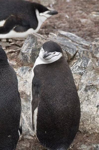 Chinstrap penguins, Hannah Point, Livingstone Island, South Shetland Islands