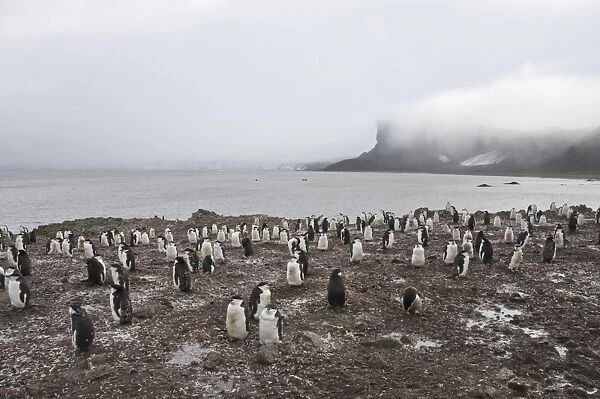 Chinstrap penguins, Hannah Point, Livingstone Island, South Shetland Islands