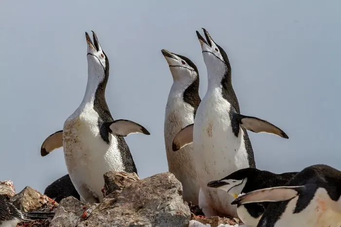 Framed Print : Chinstrap penguins (Pygoscelis antarctica), ecstatic display at breeding colony at Half Moon Island, Antarctica, Polar Regions Framed Print : Chinstrap penguins (Pygoscelis antarctica), ecstatic display at breeding colony at Half Moon Island, Antarctica, Polar Regions