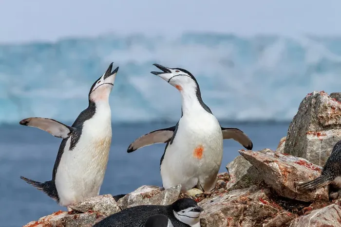 Framed Print : Chinstrap penguins (Pygoscelis antarctica), ecstatic display at breeding colony at Half Moon Island, Antarctica, Polar Regions Framed Print : Chinstrap penguins (Pygoscelis antarctica), ecstatic display at breeding colony at Half Moon Island, Antarctica, Polar Regions