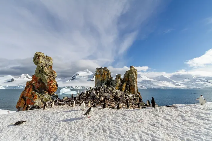 Framed Print : Chinstrap penguins (Pygoscelis antarctica), breeding colony at Half Moon Island, Antarctica, Southern Ocean, Polar Regions Framed Print : Chinstrap penguins (Pygoscelis antarctica), breeding colony at Half Moon Island, Antarctica, Southern Ocean, Polar Regions