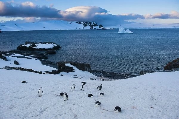 Chinstrap penguins (Pygoscelis antarcticus) colony on half Moon Bay, South Shetland Islands, Antarctica, Polar Regions