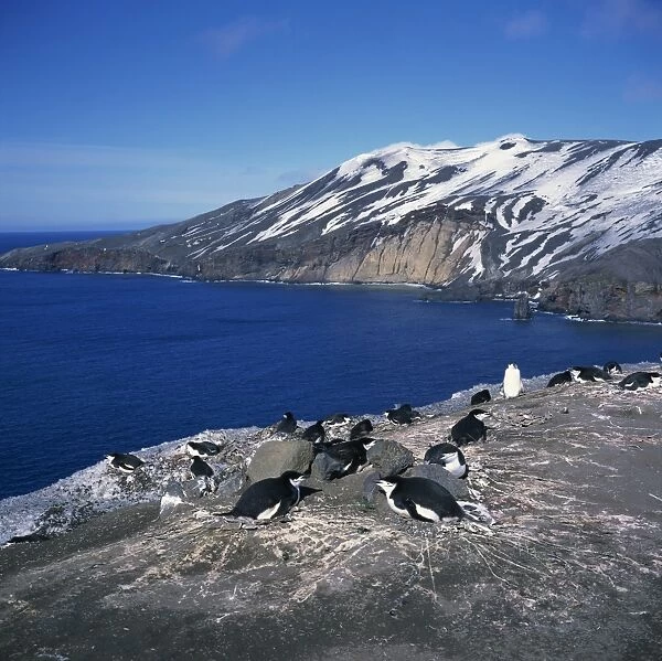 Chinstrap penguins on the rocks on the coast of Deception Island on the Antarctic Peninsula
