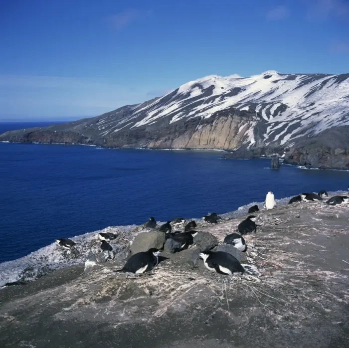 Framed Print : Chinstrap penguins on the rocks on the coast of Deception Island on the Antarctic Peninsula Framed Print : Chinstrap penguins on the rocks on the coast of Deception Island on the Antarctic Peninsula