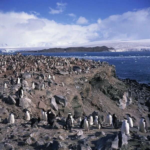 Chinstrap penguins in a rookery on Livingstone Island in the South Shetland Islands in Antarctica