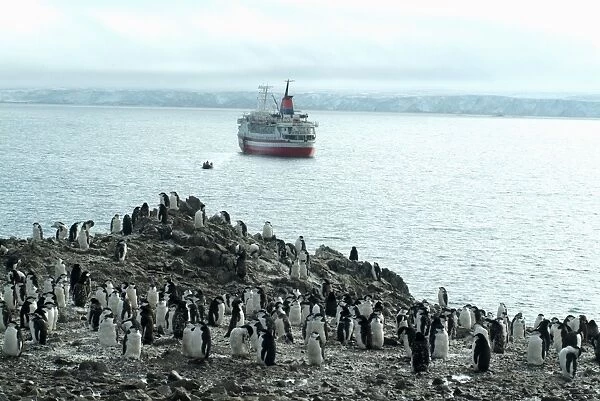 Chinstrap penguins on the shore with cruise ship and Zodiac in the background, Hannah Point, Anarctica, Polar Regions