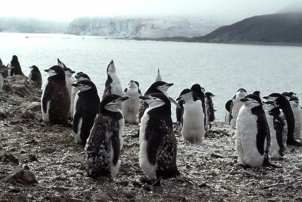 Chinstrap penguins on the shore, Hannah Point, Antarctica, Polar Regions
