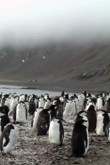 Framed Print : Chinstrap penguins on the shore, Hannah Point, Antarctica, Polar Regions Framed Print : Chinstrap penguins on the shore, Hannah Point, Antarctica, Polar Regions