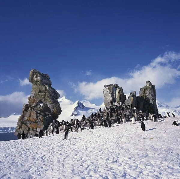 Chinstrap penguins on the snow and rocks on the South Shetland Islands