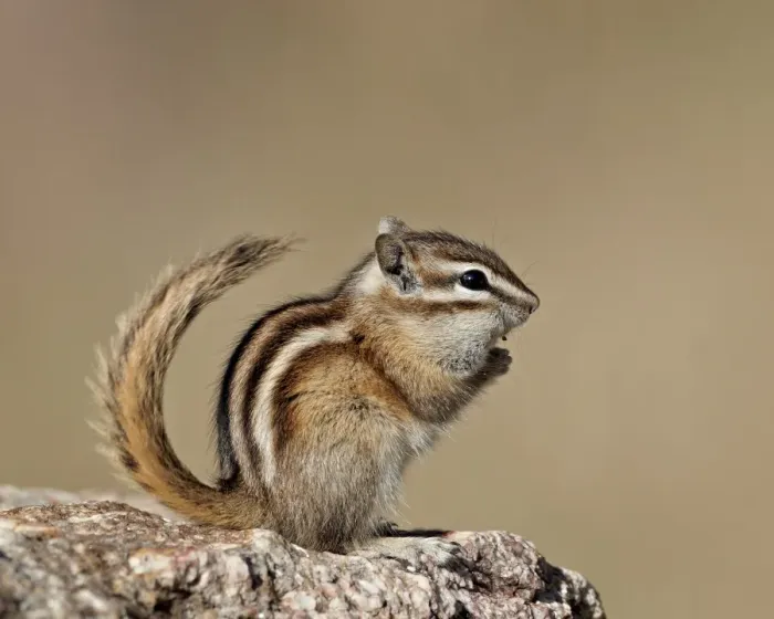 Framed Print : Least chipmunk (Neotamias minimus), Custer State Park, South Dakota, United States of America Framed Print : Least chipmunk (Neotamias minimus), Custer State Park, South Dakota, United States of America