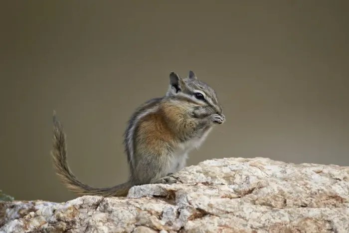 Framed Print : Least chipmunk (Neotamias minimus) eating, Custer State Park, South Dakota, United States of America, North America Framed Print : Least chipmunk (Neotamias minimus) eating, Custer State Park, South Dakota, United States of America, North America